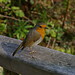 Robin Gutting Photo 13