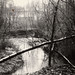 Frances Purdy Photo 13