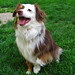 Sue Shepherd Photo 18