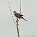 Kenneth Sharp Photo 9