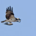 Mark Baird Photo 41