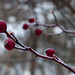 Nedra Downs Photo 8