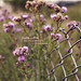 David Flowers Photo 27