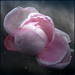 April Rose Photo 5