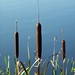 Harold Reed Photo 28