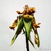 Susan Rose Photo 45