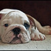 Ronald Weeks Photo 6