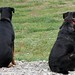 Ralph Pepe Photo 29