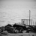Rich Scanlon Photo 7
