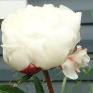 Patricia Tobin Photo 27
