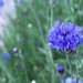 Eugene Button Photo 9
