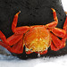 Sally Shields Photo 15