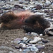 Mary Badger Photo 36