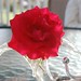 Suzanne Connors Photo 30