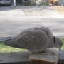 Debbie Standridge Photo 5