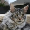 John Forsyth Photo 20