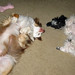 Sue Shepherd Photo 17