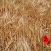 Constance Fields Photo 12