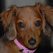 Jill Wiener Photo 15