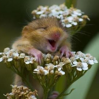 Cheryl Morris Photo 9