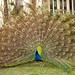 David Peacock Photo 39