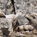 Daryl Lamb Photo 13