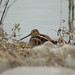 Allison Wilson Photo 30