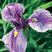 Ruby King Photo 35