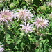 Annette Rowe Photo 13