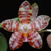 David Lim Photo 14