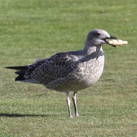 Steven Singleton Photo 16