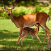Fawn Morris Photo 15