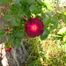 Debbie Purdy Photo 16