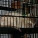 Walter Downing Photo 20