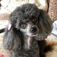 Debra Kent Photo 18
