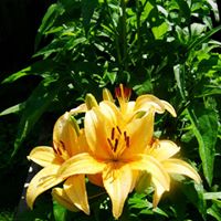 Sue Mckay Photo 13