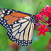 Paula Wing Photo 7