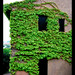 Ivy Beard Photo 9