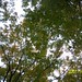 Sandy Maple Photo 18