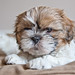 Shih Young Photo 6