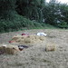 Chris Noble Photo 14