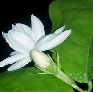 Khin Thaung Photo 5