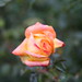 Christopher Fitzgerald Photo 24