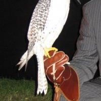 Abdullah Alqahtani Photo 10