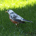 Lynn Robins Photo 8