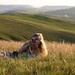 Sarah Lesser Photo 12