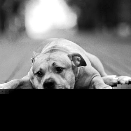 Robert Chapin Photo 24