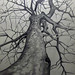 David Maples Photo 15