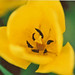 Martha Grimes Photo 6
