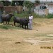 Aslam Malik Photo 6